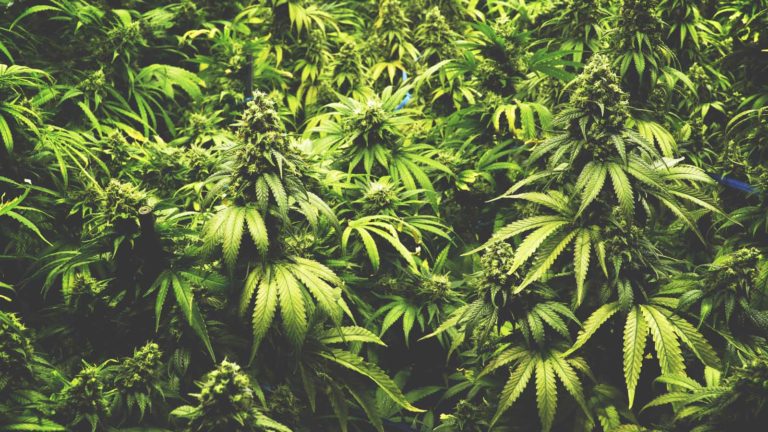 CGC stock - Why Is Canopy Growth (CGC) Stock Up 25% Today?