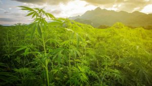 CRON stock: field of lush green marijuana plants with morning sun and mountain in background