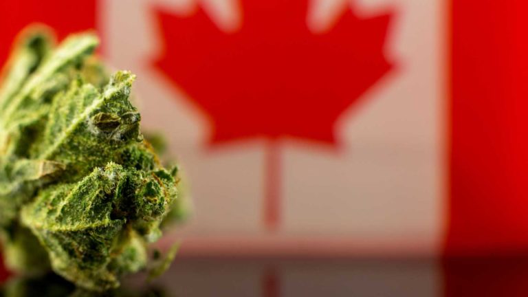marijuana stocks - Ranking the ‘Big 4’ Canadian Marijuana Stocks From Best to Worst