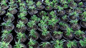 Image of numerous marijuana plants growing side by side