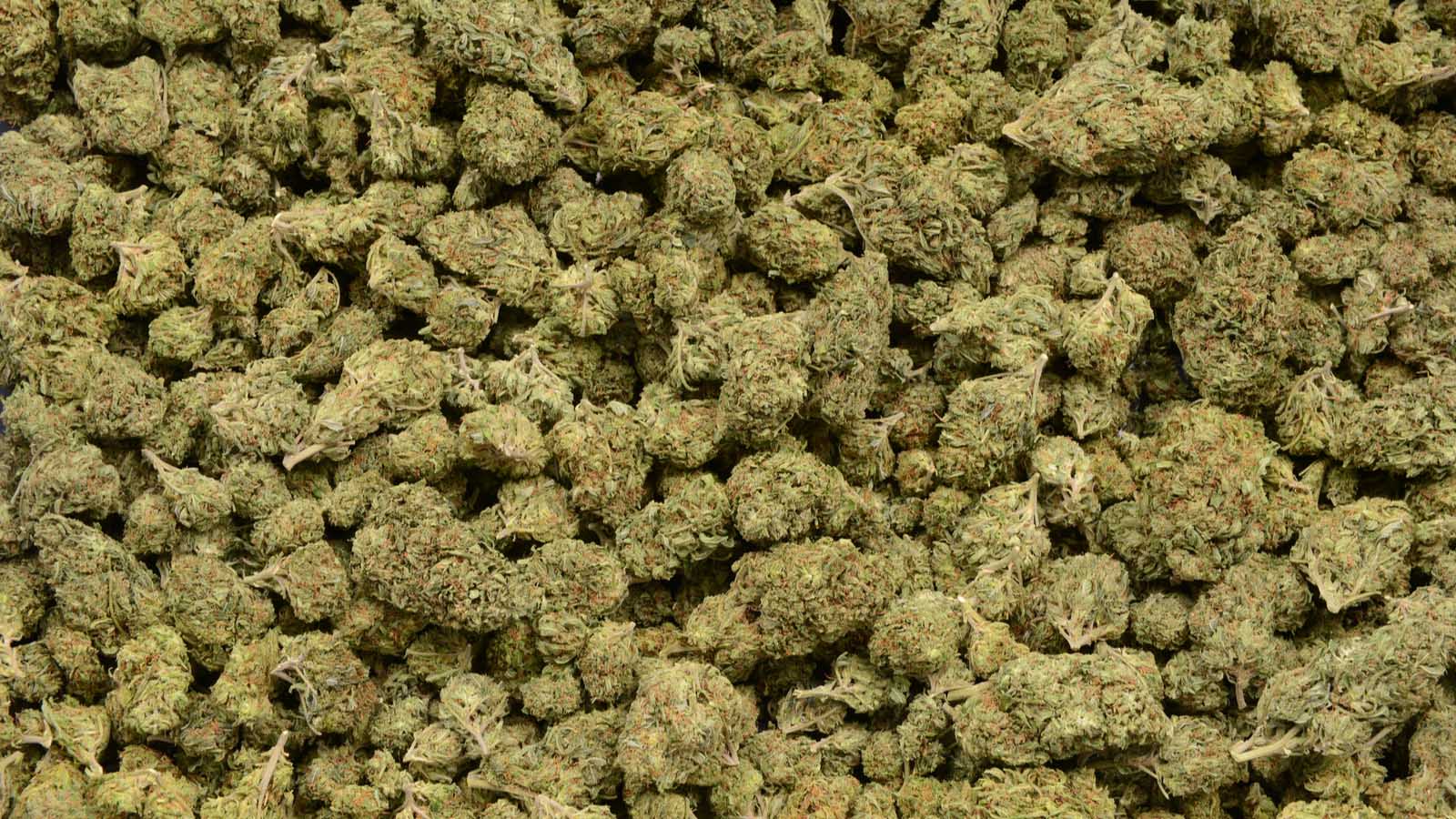A pile of weed representing Hexo stock.