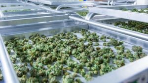 OrganiGram Earnings: OGI Stock Soars 27% on Q1 Earnings Report