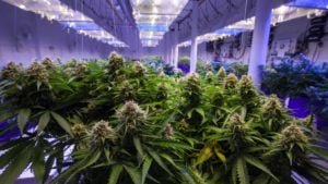 Marijuana plants growing in a greenhouse representing OGI Stock.