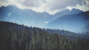 Field of trees.