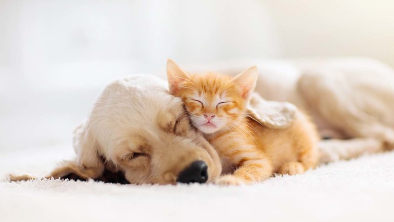Pet Care Stocks to Buy - Sit, Stay, Profit: 3 Pet Care Stocks to Fetch Fantastic Returns