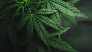 Image of marijuana leaves growing on a plant.
