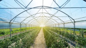 Several rows of tomato plants inside an industrial greenhouse. EDBL stock