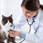 ZOM stock: Persian cat with veterinarian doctor at vet clinic