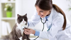 Persian cat with veterinarian doctor at vet clinic