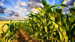 Corn field and sky with beautiful clouds