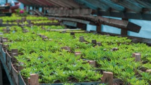 tiny green seedlings in a nursery in a greenhouse in the spring