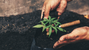 marijuana stocks Hand gently holding rich soil for his marijuana plants representing TLRY and MMNFF stock.