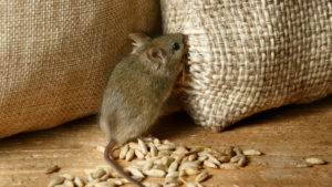 photo of a brown mouse stealing grains from a burlap bag