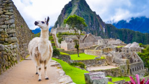 white lama standing in Machu Picchu lost city ruins in Peru with green hills and stone walls on background with soft focus