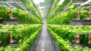 indoor vertical farming set up with green plants on shelves and PVC irrigation tubes