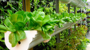 Lettuce plants on vertical farming shelf in an indoor garden