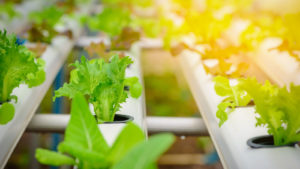 vertical indoor farming setup with young green plants