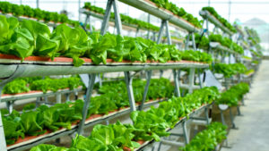 low, close-up shot of vertical farming shelves and green-leaved plants in indoor garden area