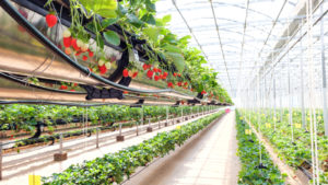 vertical farming setup with strawberry crop growing in overhead shelf
