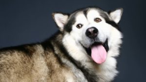 A close-up shot of a smiling Alaskan Malamute dog.