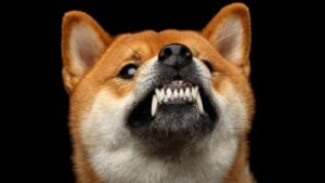 A close-up shot of an angry Shiba Inu dog growling with a black background.