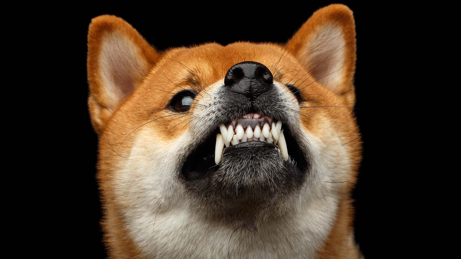 where to buy shiba floki crypto