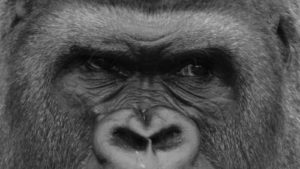 Closeup of an ape's face.