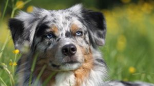 A close-up shot of an Australian shepherd with grass and wildflowers in the background.