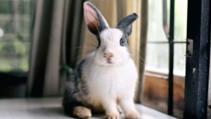 A grey and white bunny sits in front of a window.