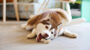 A copper-colored Siberian husky lays on the floor with a small rawhide bone.