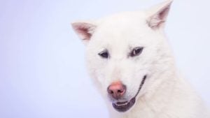 A close-up shot of a Kishu Inu in front of a purple background.