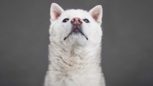 A close-up shot of a white Kishu Inu dog.