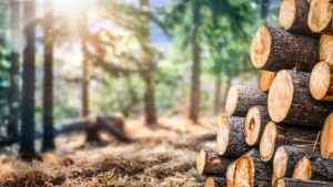 Felled trees in a forest clearing