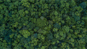 An aerial shot of a deciduous forest