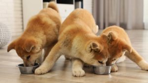 Three Shiba Inu puppies playing with food bowls.