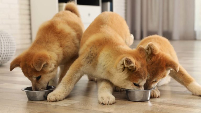 dog-themed cryptos - SHIB and 4 Other Dog-Themed Cryptos Looking to Be the Next Dogecoin