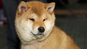 Floki Inu