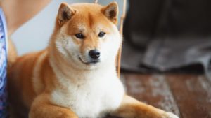 A close-up shot of a Shiba Inu dog.