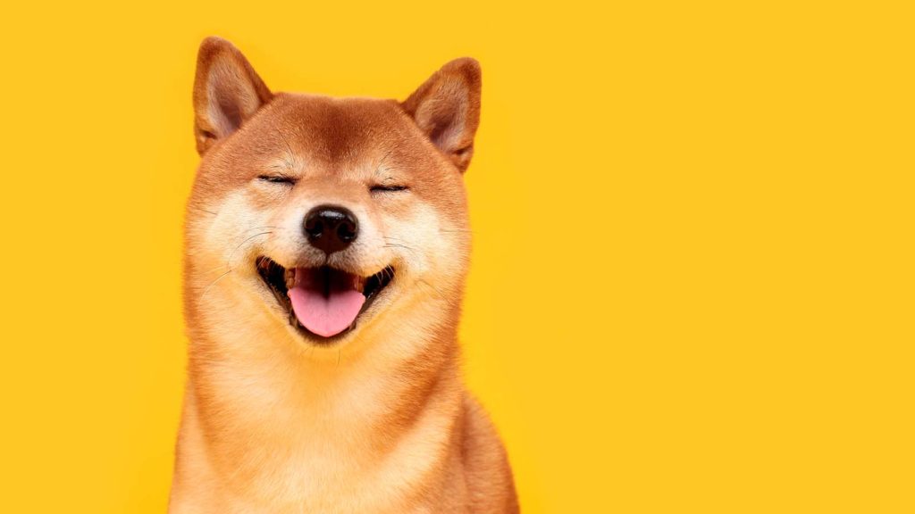 A smiling Shiba Inu dog in front of a bright yellow background.