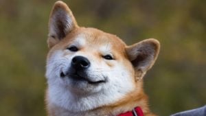 A close-up shot of a Shiba Inu with a grinning face representing Shiba Hunter Coin.