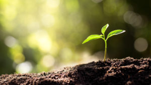 A photo of a sprout growing in soil.