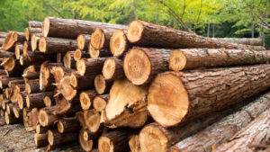 A stack of timber in a forest representing timber and logging company stocks