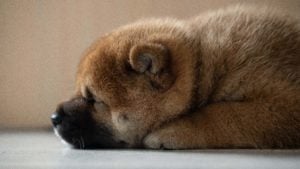 A close-up photo of a Shiba Inu puppy lying on its tummy.