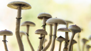 Reddit penny stocks TRYPF stock: a close up of psilocybin mushrooms