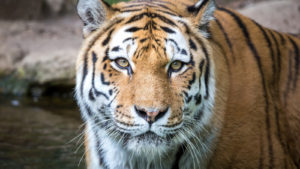 Close up shot of a tiger.