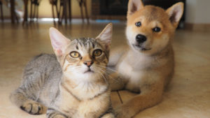 A shiba inu puppy and a tabby cat are sitting next to each other on the floor.