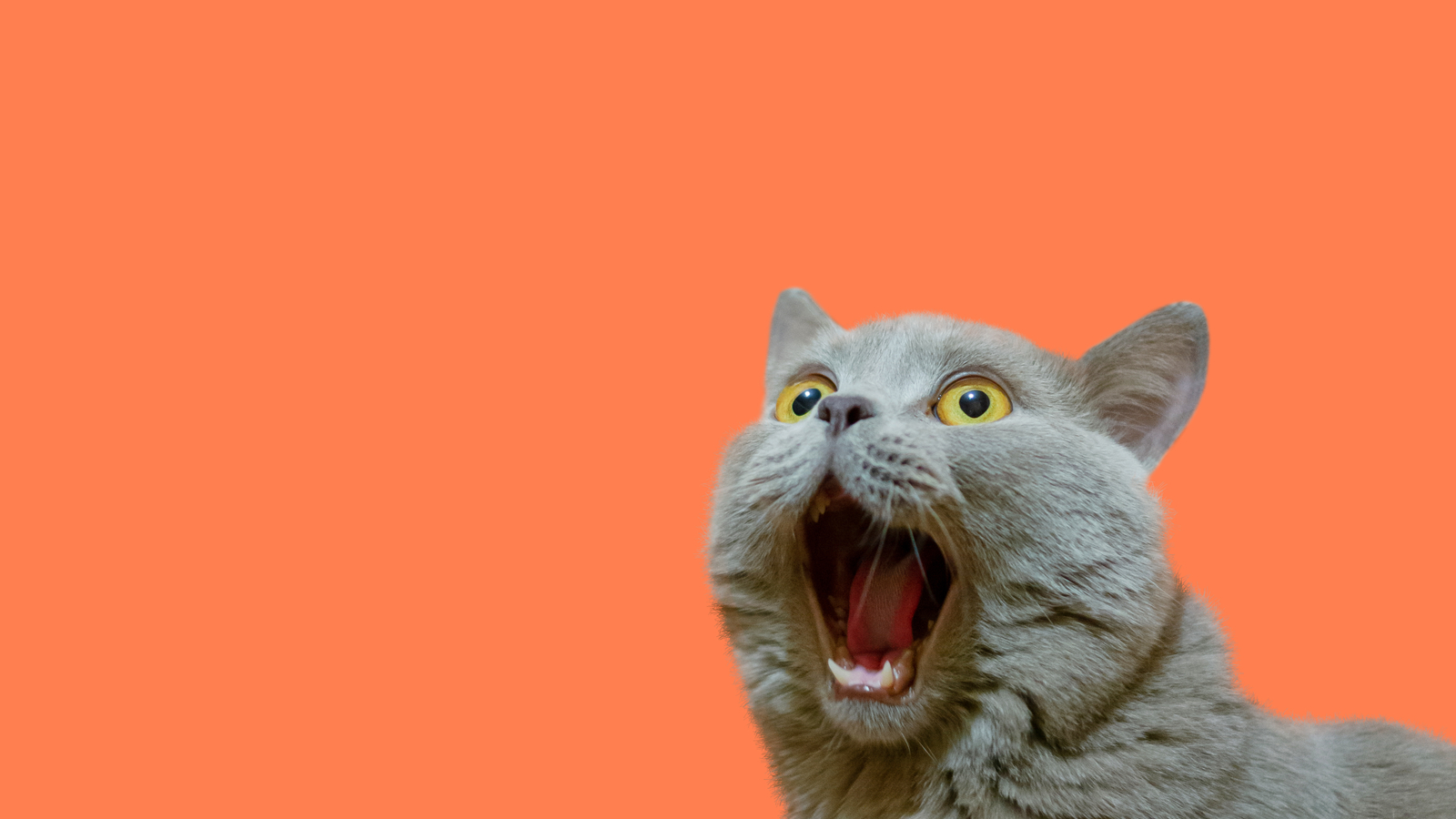 gray cat with yellow eyes and funny surprised expression against an orange background