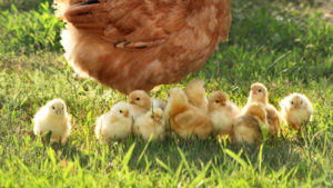 A photo of a group of chicks standing in the grass next to an adult chicken.