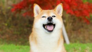Close-up shot of a Shiba Inu dog.