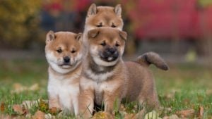 Three Shiba Inu puppies standing together in a field.